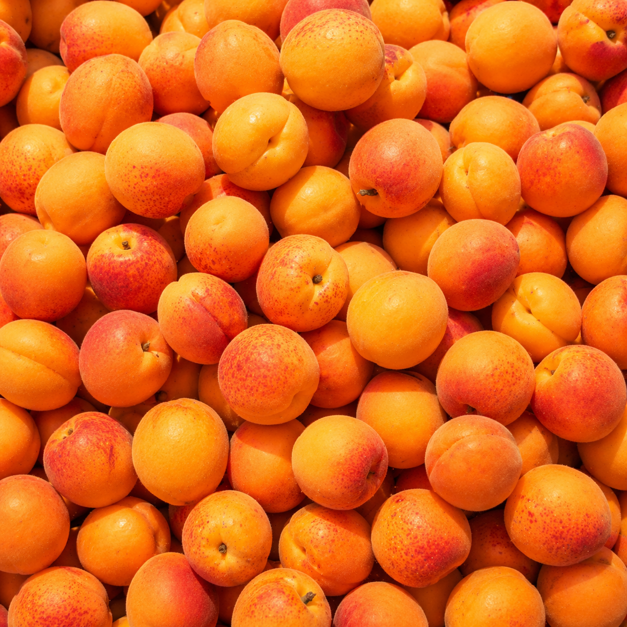 Des abricots à perte de vue